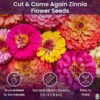 Zinnias