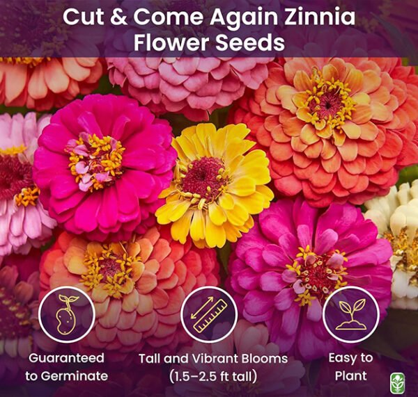 Zinnias