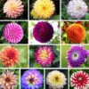 Dahlia
