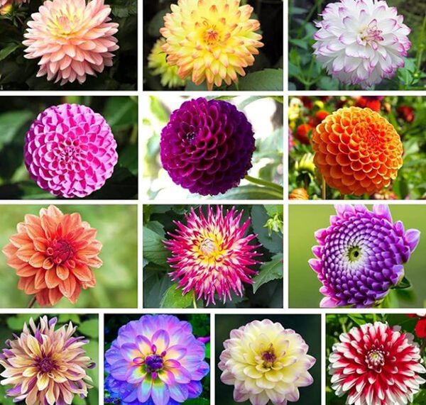 Dahlia