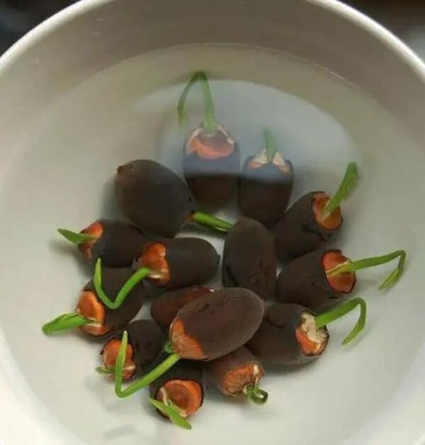 lotus