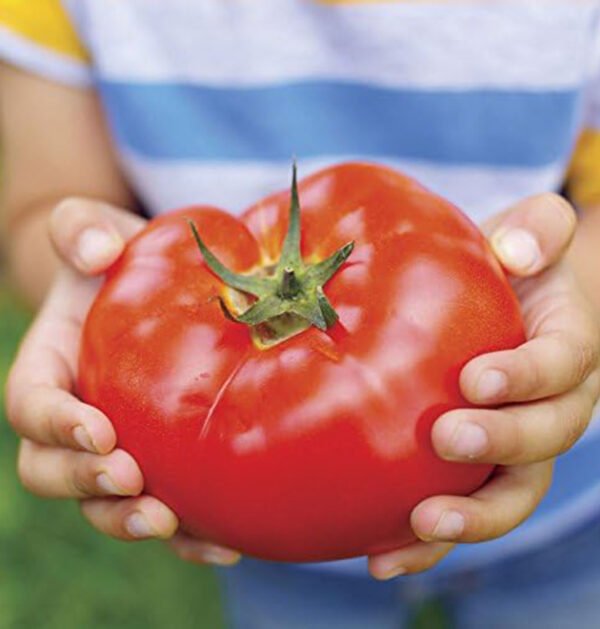Tomato