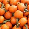 Pumpkin