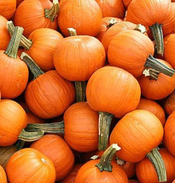 Pumpkin