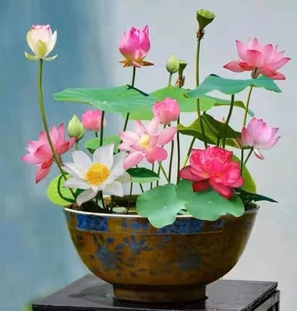 lotus