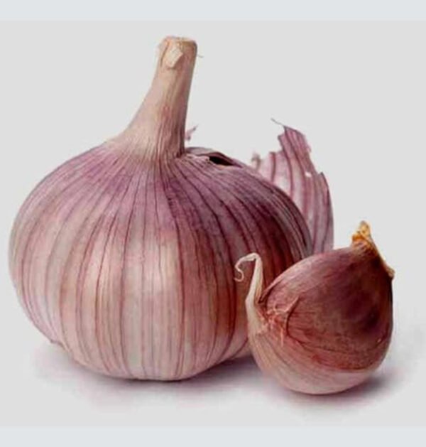 Garlic