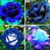 Multicolor Roses