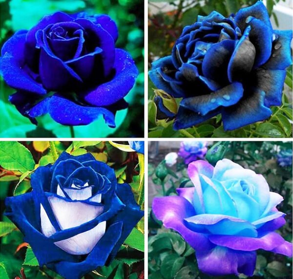 Multicolor Roses