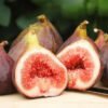 Fig