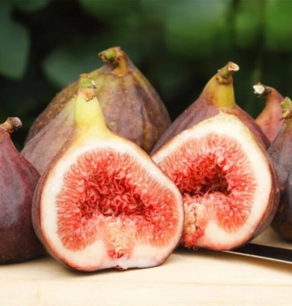 Fig