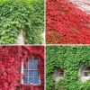 Ivy