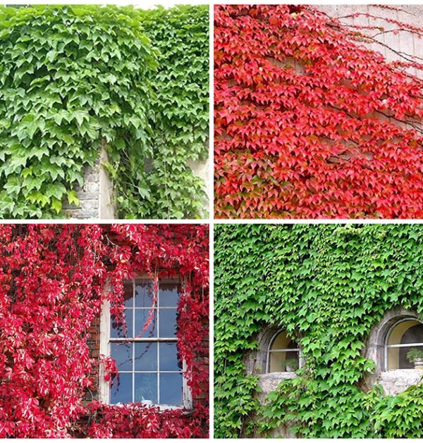 Ivy