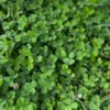 Clover