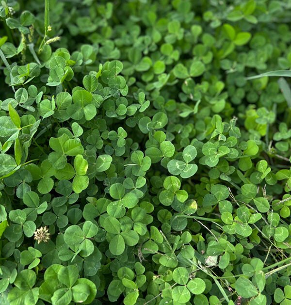 Clover