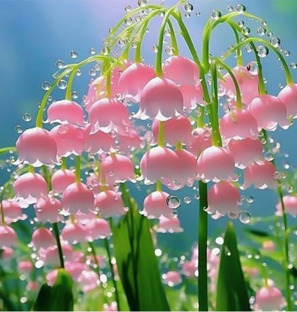 lily of the valley