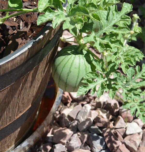 Watermelon