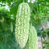 Momordica Charantia
