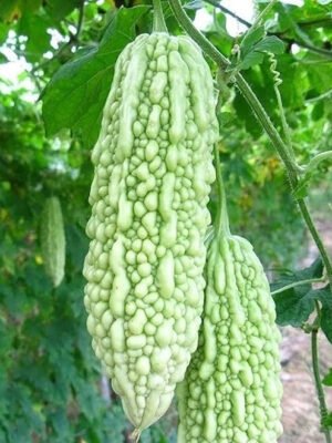 Momordica Charantia