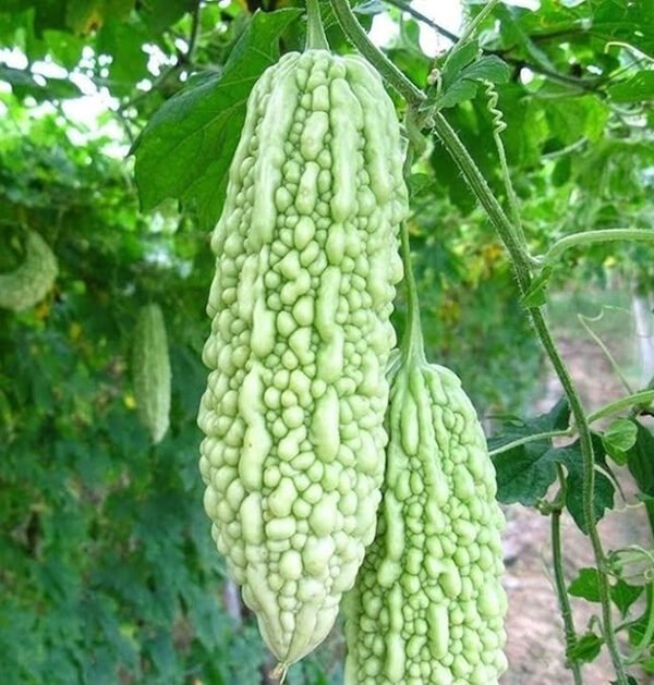 Momordica Charantia