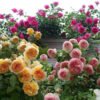 Climbing Mixed Color Rose