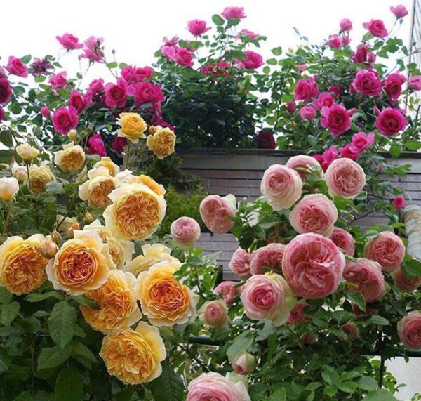 Climbing Mixed Color Rose