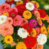 Zinnias