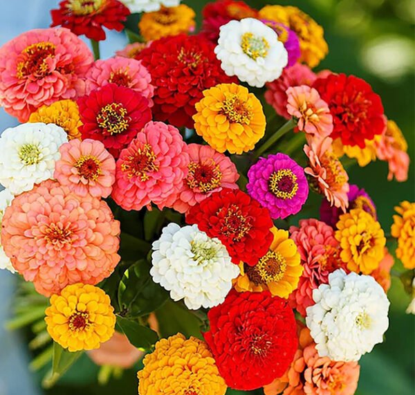 Zinnias