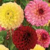 Dahlia