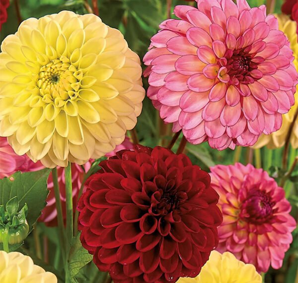 Dahlia