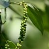 Black Pepper