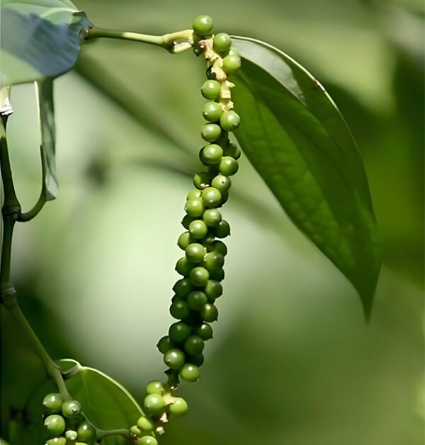 Black Pepper