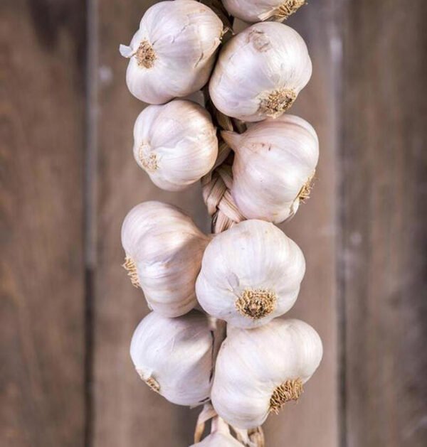 Garlic