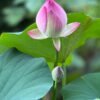 lotus