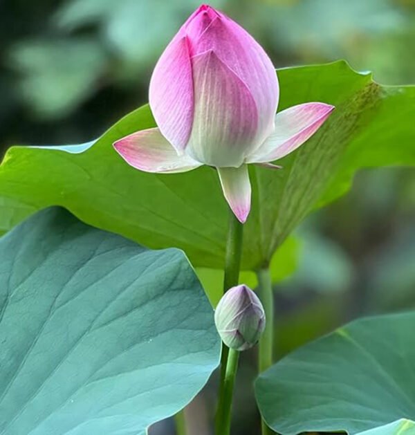 lotus