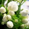 Jasmine