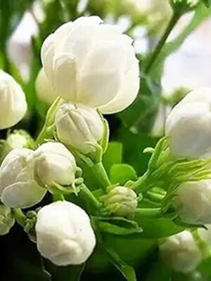 Jasmine