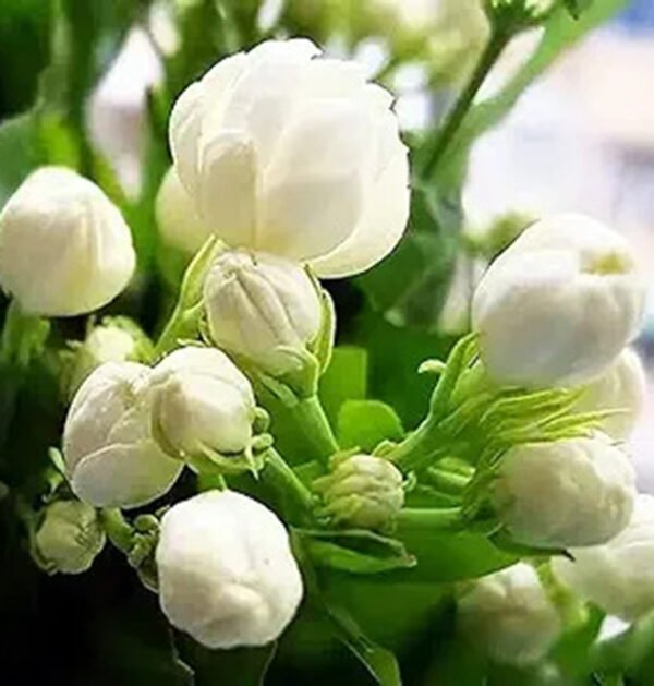 Jasmine