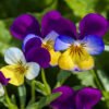Pansy