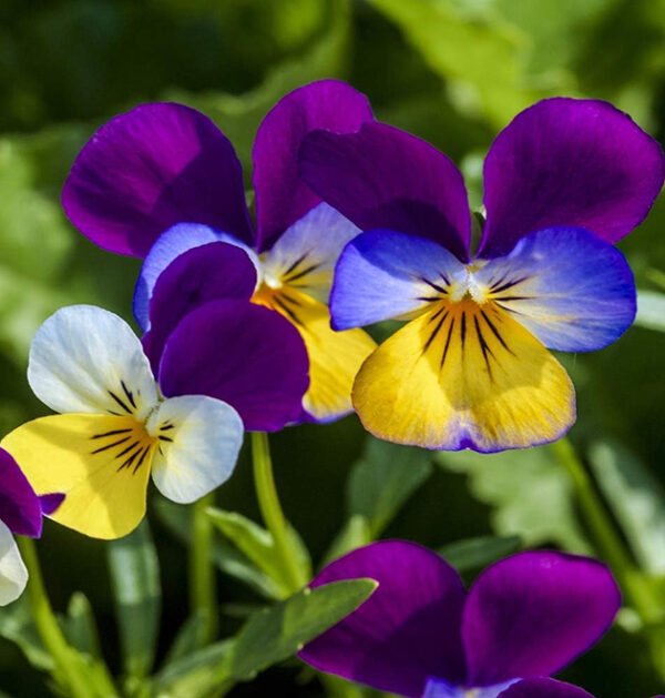 Pansy