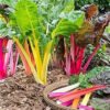Swiss Chard