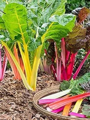 Swiss Chard