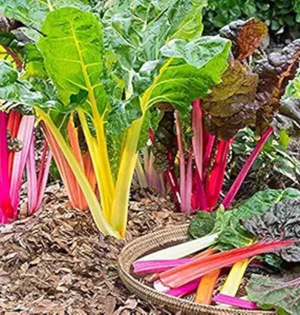 Swiss Chard