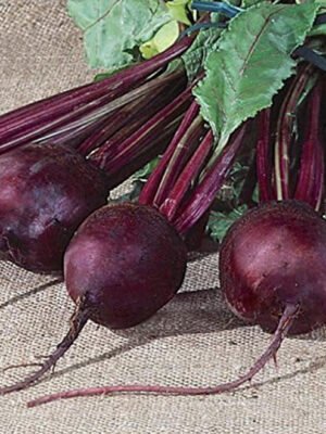 Beet