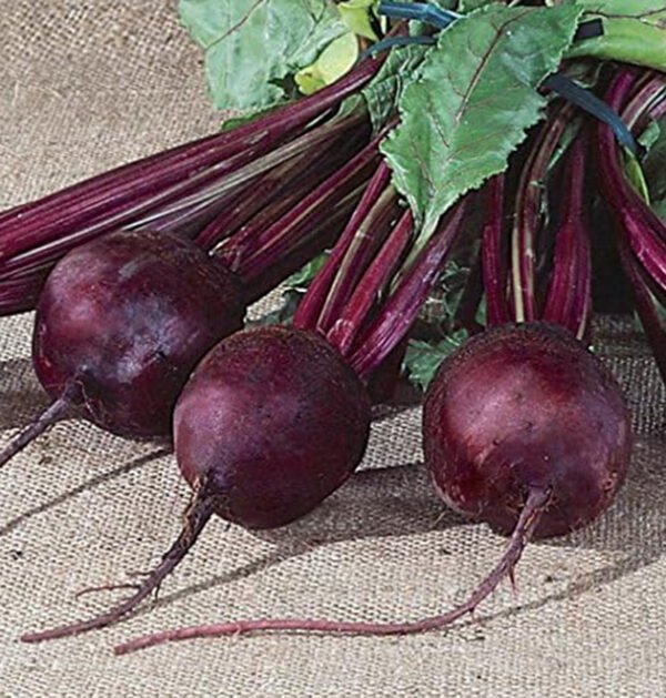 Beet