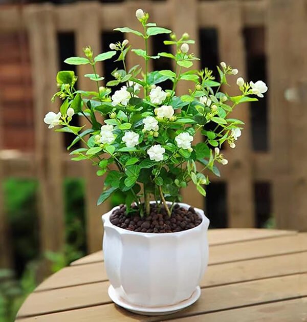 Jasmine