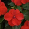 Impatiens