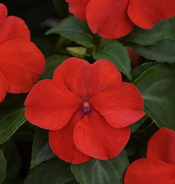Impatiens