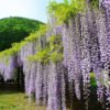 Wisteria