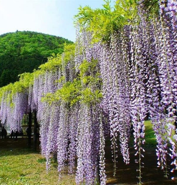 Wisteria