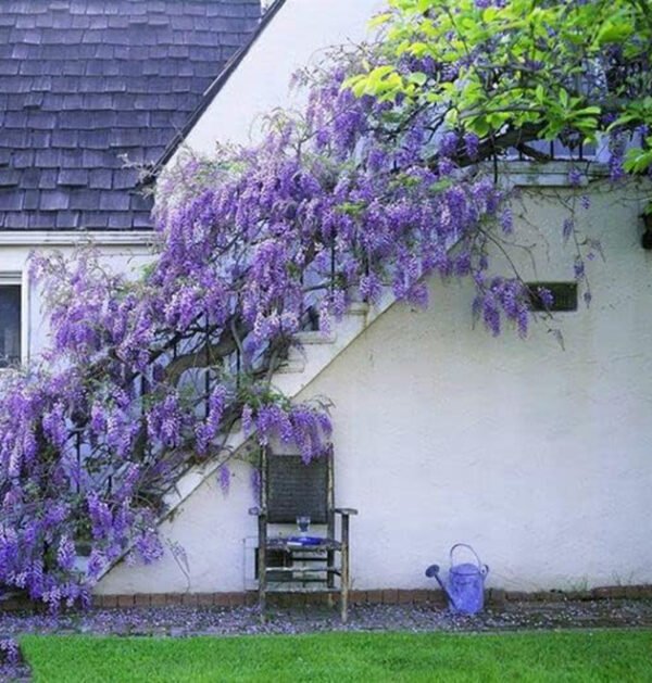 Wisteria